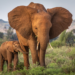 New research discovers longer-term effects on elephants from poaching