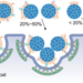 Schematic illustration of a possible endocytic entry mechanism for partially coated NPs