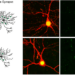 Nerve cells from mice