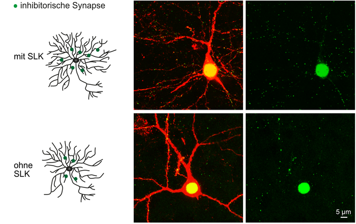 Nerve cells from mice