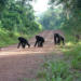 Chimpanzees crossing a road