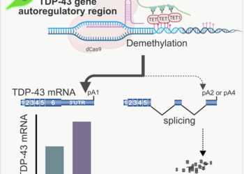 DNA Demethylation and Splicing