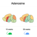 A Map of Metabolism in the Aging Mouse Brain