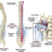 Spinal column on Earth and in space