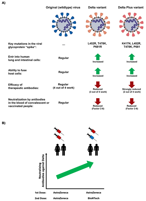 Properties of SARS-CoV-2 Delta and Delta Plus variants and efficacy of protection by different vaccination strategies.