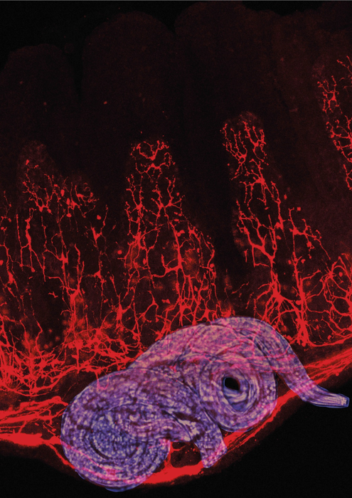 Cross-section through a mouse gut showing enteric glia cells (red) and the parasite H. polygyrus (blue).