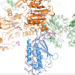 Cyanophycin biosynthesis in action