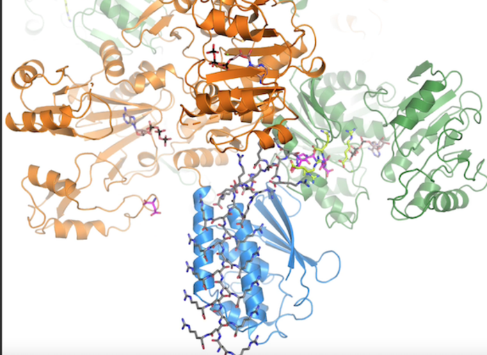 Cyanophycin biosynthesis in action