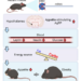 Consequences of losing XRN1 from the forebrain in mice