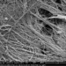 Collagen fibres in artificial human skin used in this study, observed using scanning electron microscopy.