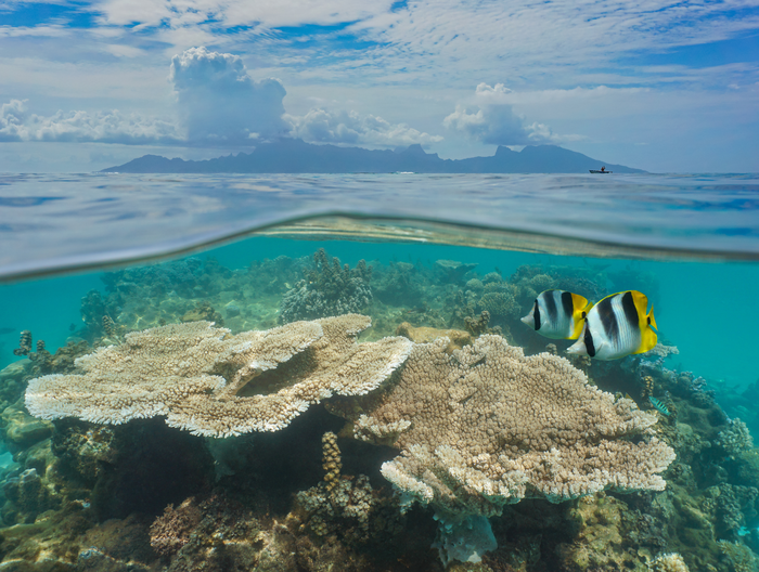 Coral Reef Moorea