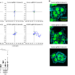 High resolution imaging reveal an increased migration speed of the epithelial cell line MCF7 clones upon CRISPR/dCas IGFBP2 epigenetic editing.