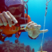 Underwater Staghorn coral nursery