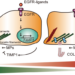 Schematic drawing of EGFR-mediated keratinocyte stem cell motility regulated by COL17A1 proteolysis.