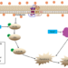 Figure 7. The hypothetical schema of melatonin in gallbladder cancer cells.