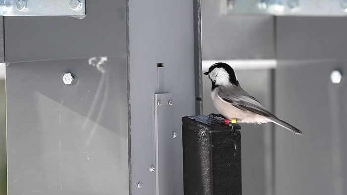 Mountain Chickadee at Feeding Array