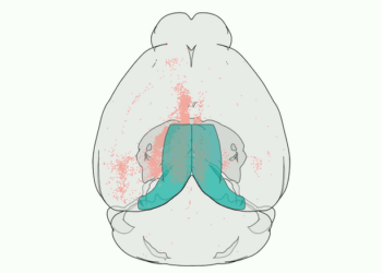 3D rendering of labelled mouse brain cells detected by cellfinder