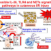 Japanese researchers identify the role of interleukin-36 receptor antagonist in cutaneous ischemia-reperfusion injury