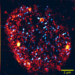 Microscopy of a nucleus: Transcription factories are colored orange, activated genes light blue. The nucleus has about one tenth of the thickness of a human hair. (Figure: Working groups Nienhaus and Hilbert, KIT)