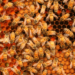 Honey bees on comb