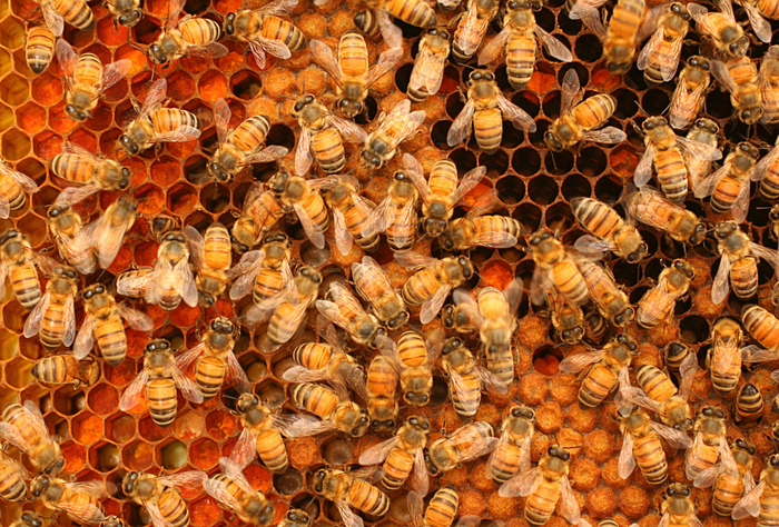 Honey bees on comb