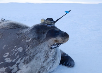 A Weddell seal with a CTD tag