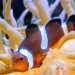 Anemonefish