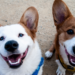 Two dogs smiling into the camera.