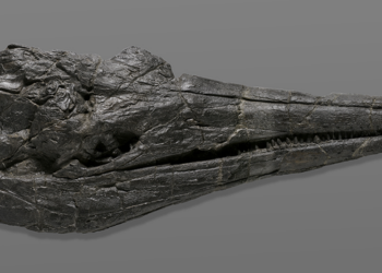1_ichthyosaurSkull