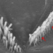 Hair cell bundles, with and without a functional stereocilin protein