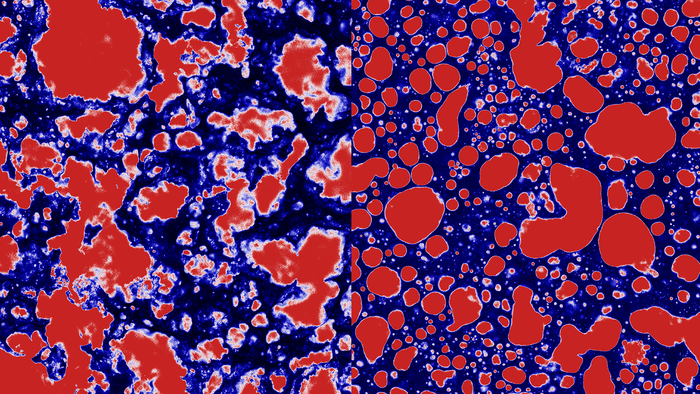 Microscopic structure of fat in foie gras and pate