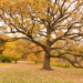 Old Burr Oak at The Morton Arboretum