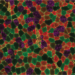 Staining of a skeletal muscle cross-section showing different types of muscle fiber in young mice