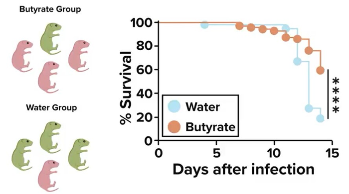 Improved Survival Among Mice Whose Mothers Consumed Butyrate