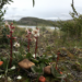 Arctic wintergreen near shrubs