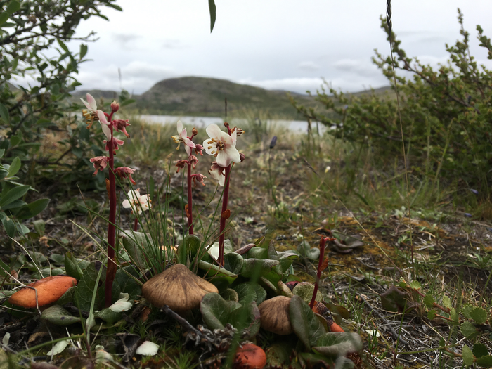 Arctic wintergreen near shrubs