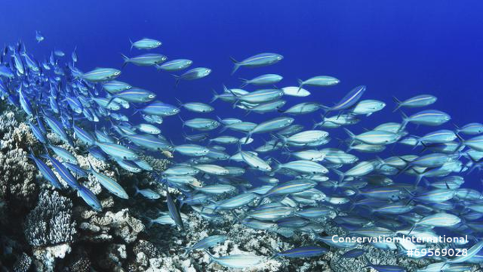 Fish in the Coral Sea