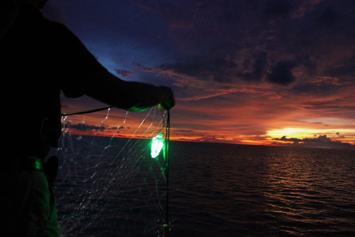 Illuminated net