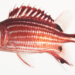 threespot squirrelfish