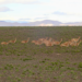 Vicuna family group ready to rest for the night