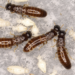 Drywood termites