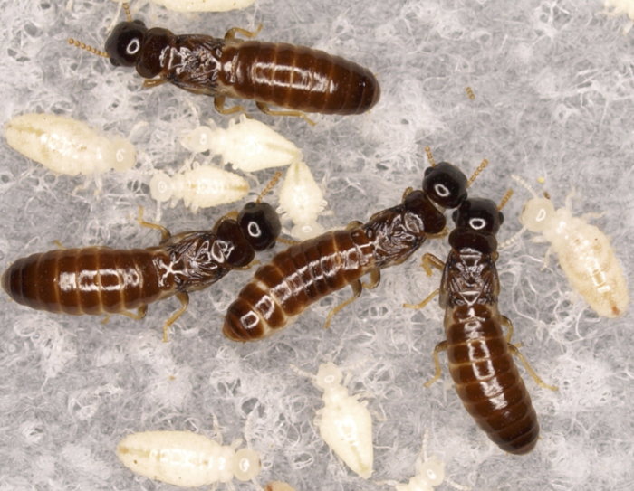 Drywood termites