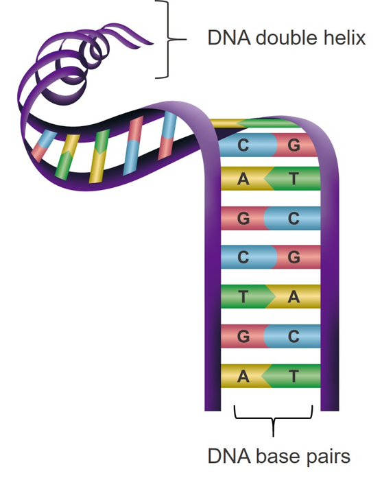 Base pairing in a DNA double-helix molecule