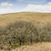 Upland oak woodland