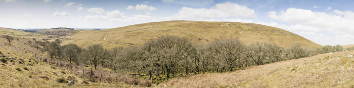 Upland oak woodland