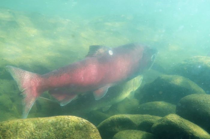 Adult Chinook salmon