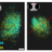 Three-dimension map of the specific location and size of synapses observed in larval zebra fish.