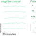 Pulsating ERK activity in stem cells.