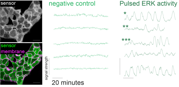 Pulsating ERK activity in stem cells.