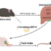 Anti-tumor drug promotes weight loss in mice